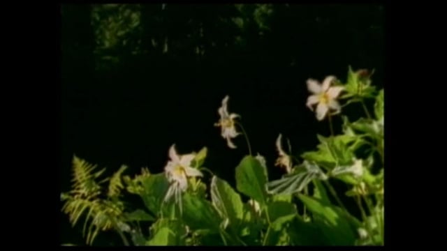 Voice of Islam TV 8 November 2014program